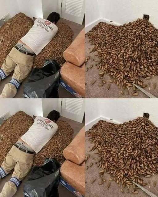 A man smells a strong smell in his house, when he finds out that he opens the wall he finds!