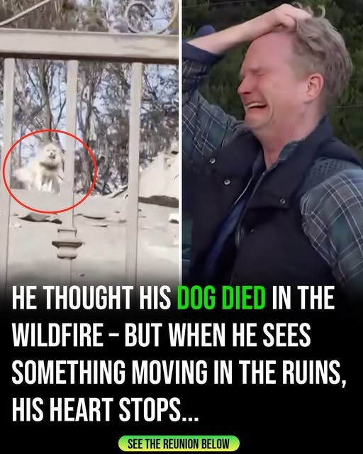 After five days apart, man finds his dog following wildfire destruction