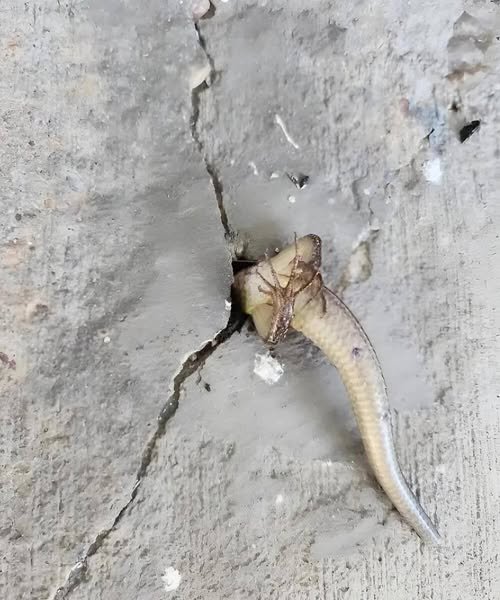 In the morning i stepped onto my balcony and noticed something moving inside the wall, sending waves of fear through my body—what i first thought was something dangerous turned into a shocking discovery that changed my emotions from horror to compassion and reminded me how quickly fear can transform into understanding and empathy