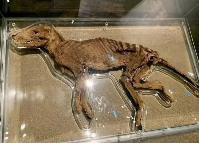 The Discovery of a 5,000-Year-Old Mummified Tasmanian Tiger in a Cave