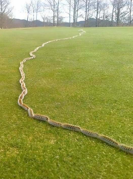 I saw something strange in the grass and thought it was just a rope – but when I looked closer, I screamed in horror!