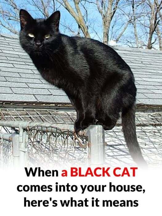 What does it mean to meet a black cat?