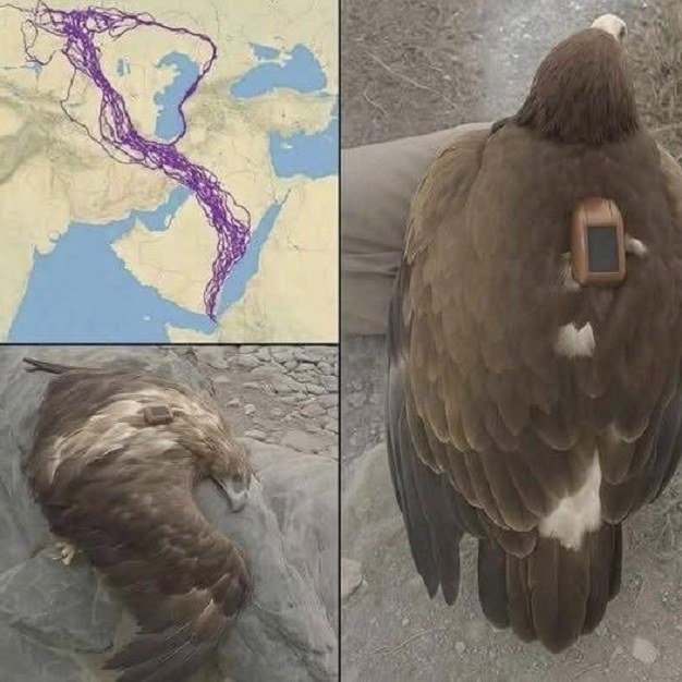For 20 Years, a GPS-Tagged Eagle Left Scientists Speechless