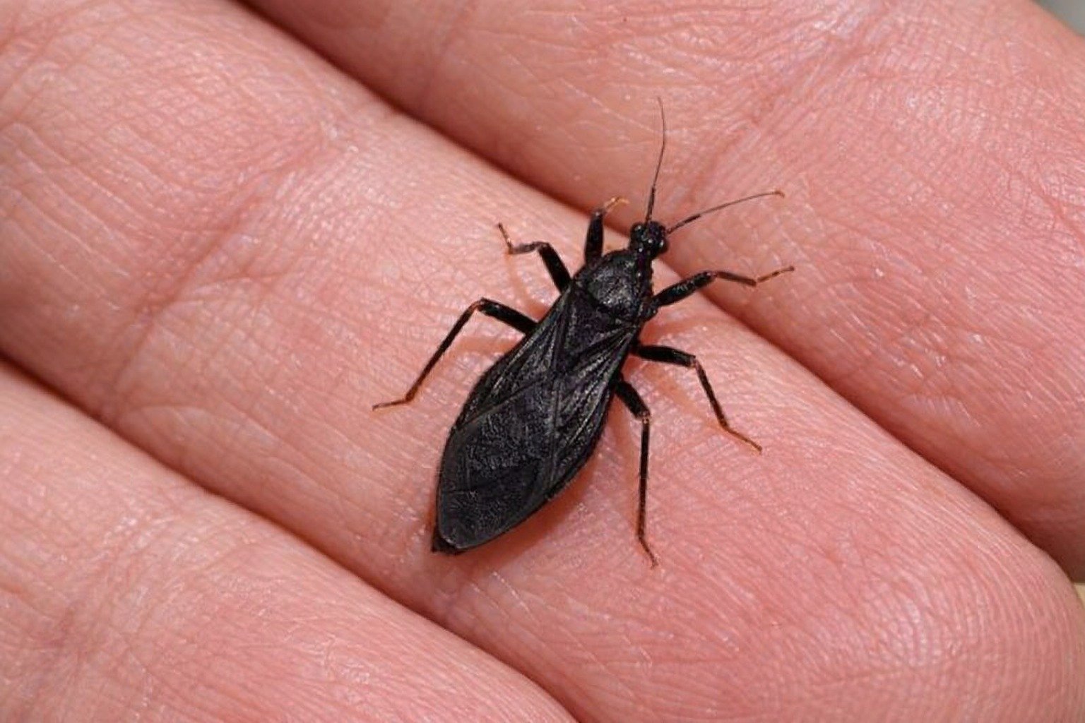 Assassin Bug Bites: Symptoms, Risks, and Prevention Tips