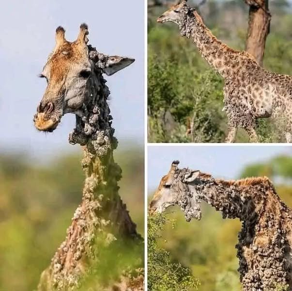 A Photographer Was Left Speechless by This Giraffe — Until the Truth Came Out