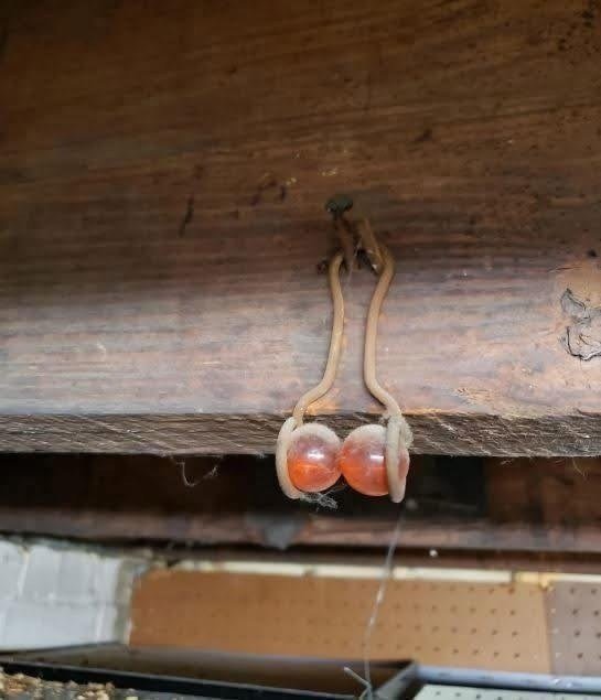 Strange Object Hanging in a 100-Year-Old Basement — Here’s What It Likely Is