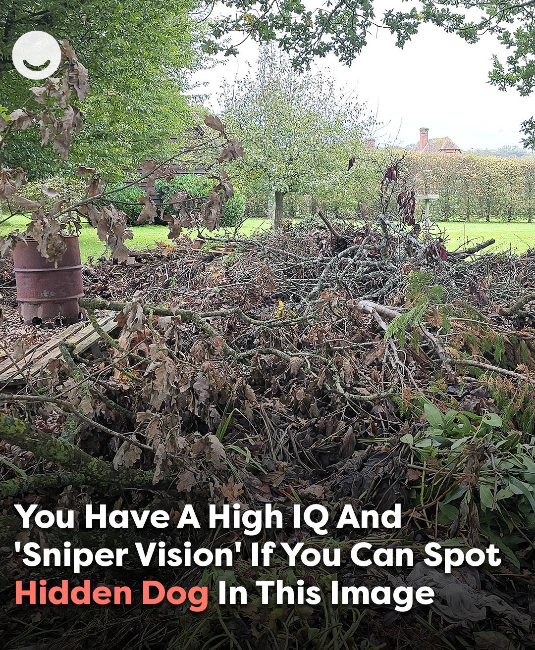 Think You Have “Sniper Vision”? Try Spotting the Hidden Dog in This Image