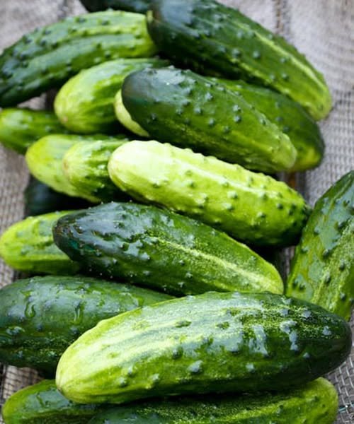 Doctors reveal that eating cucumber in salads causes…