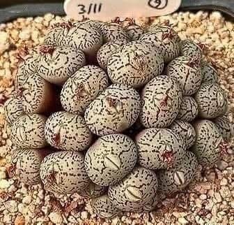 Daughter Finds “Eggs” Under Her Bed — The Truth Shocked Everyone