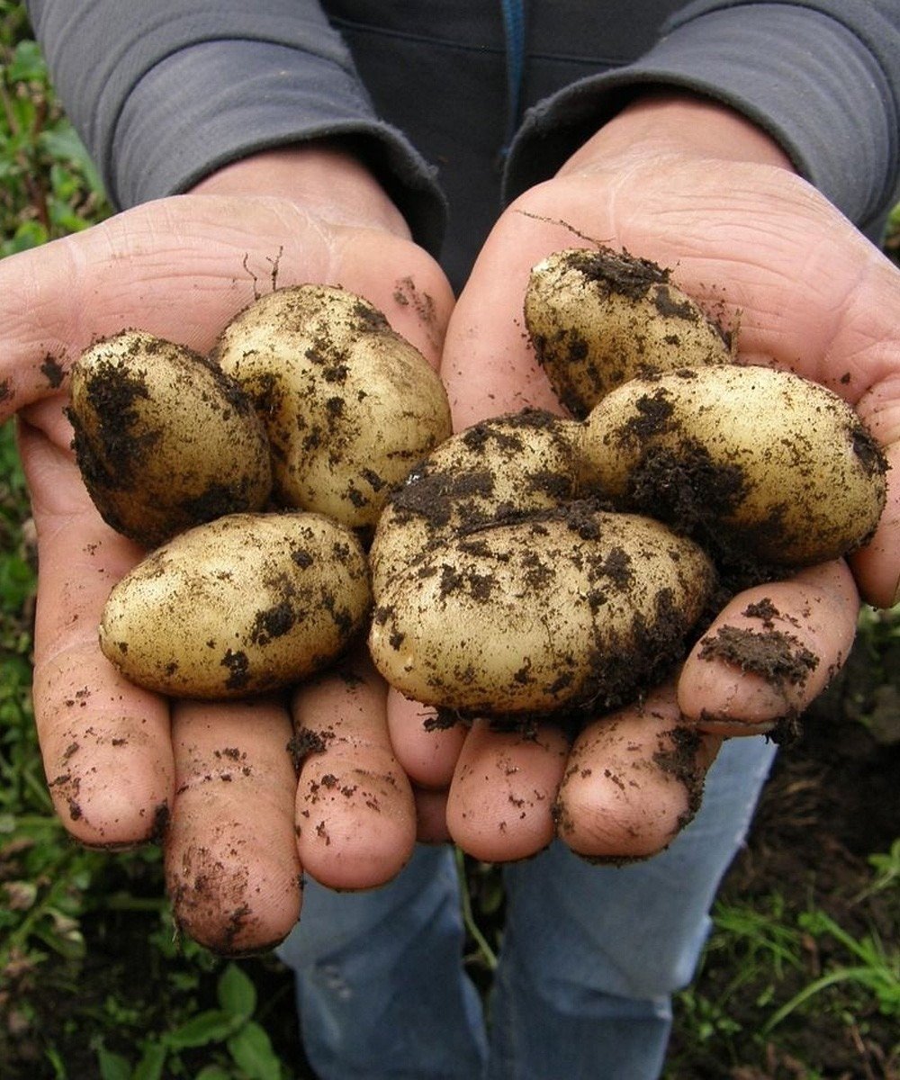 The Truth About Potatoes: What Health Experts Want You to Know