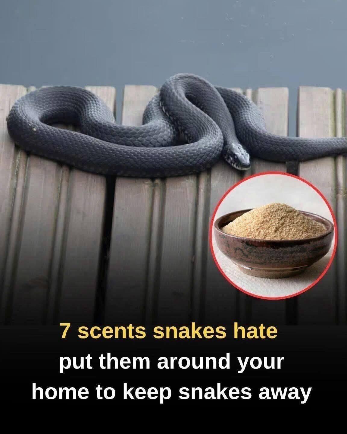 What Experts Say About Using Natural Smells to Help Keep Snakes Away