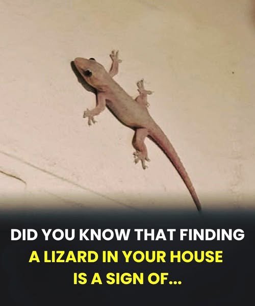What It Means Spiritually When a Lizard Enters Your Home in Different Cultures
