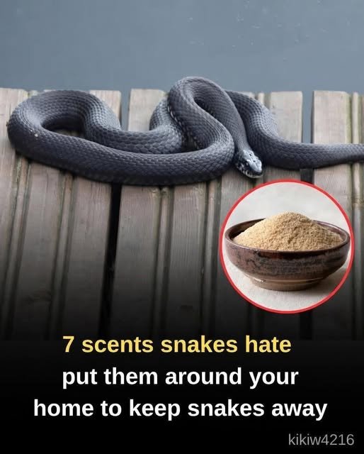 7 Natural Scents That Help Repel Snakes and Keep Your Home Protected