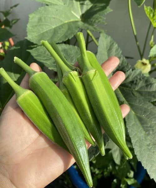 Doctors Reveal What Happens When You Eat Okra Regularly