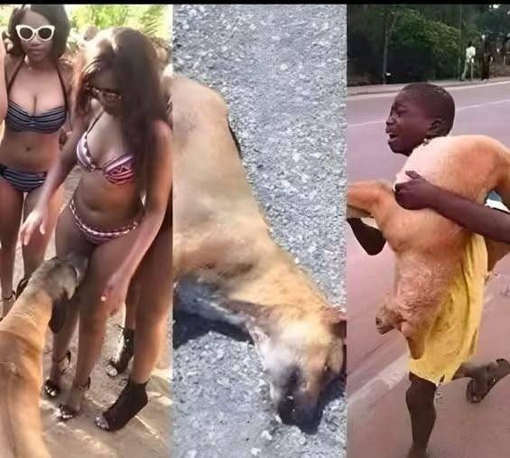 Why Dogs Sniff There And What It Really Means