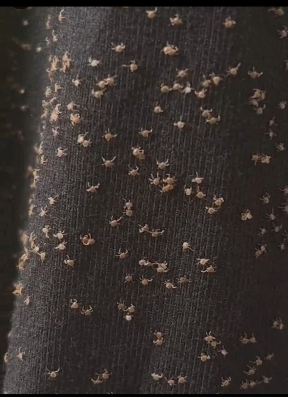What I Found on My Pant Leg After Walking Outside