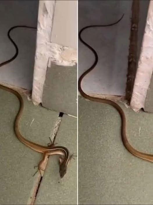 Plants that should not be planted around the house because they attract snakes, everyone needs to know to avoid them. Check the 1st comment