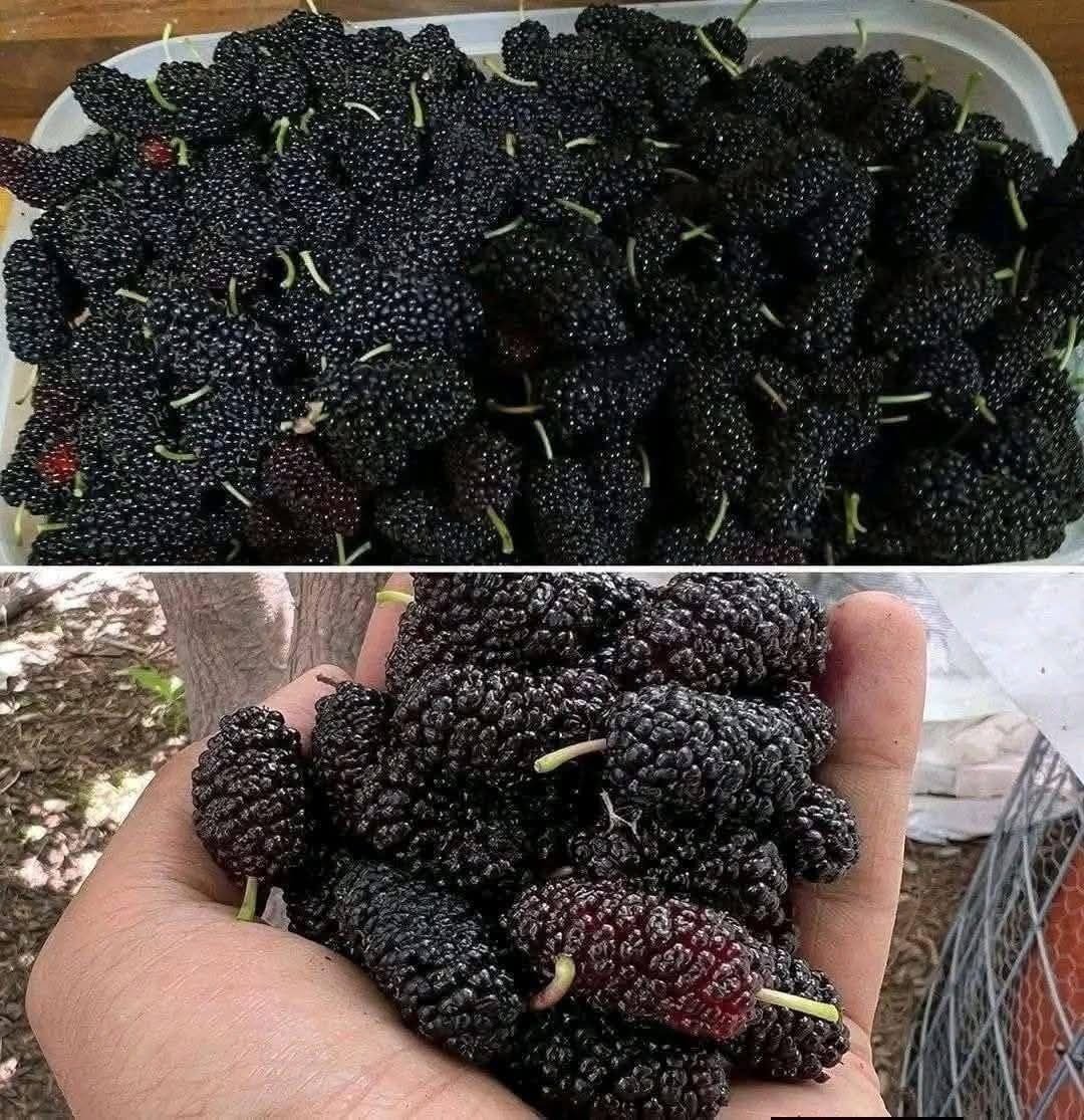 Have You Ever Tried Fresh Mulberries?