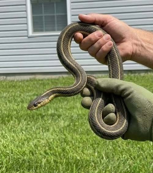 Common Reasons Snakes Enter Homes and Simple Ways to Prevent It