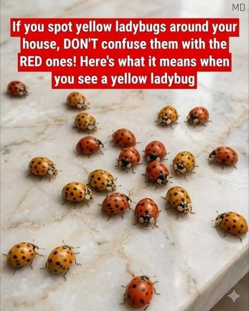 Why Yellow Ladybugs Appear in Gardens and What They Can Tell You About Your Plants