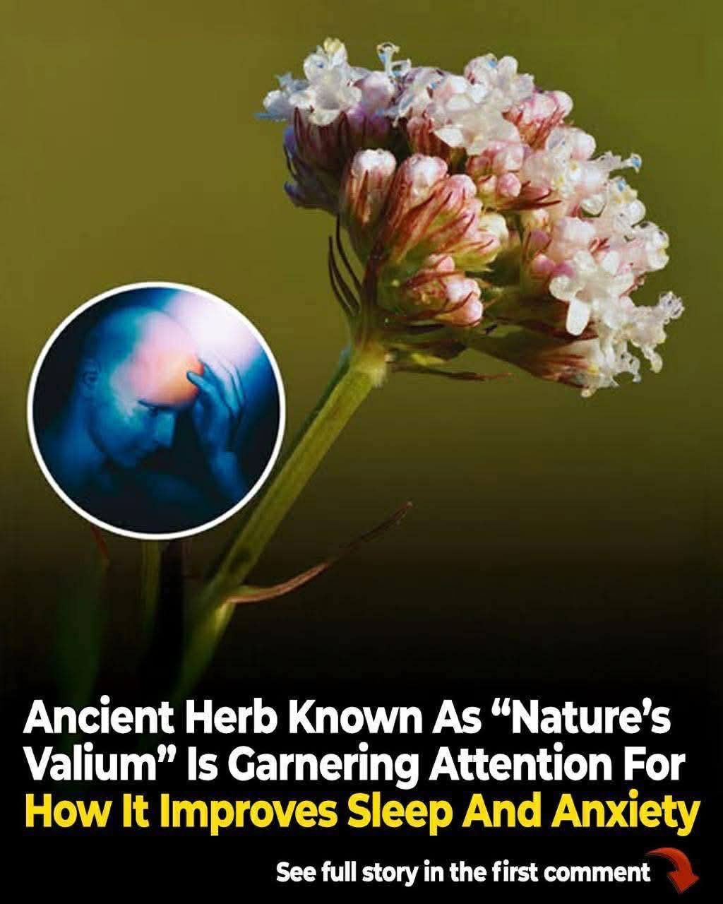 ‘Nature’s Valium’: Exploring the research behind valerian’s reputation for anxiety relief and better sleep
