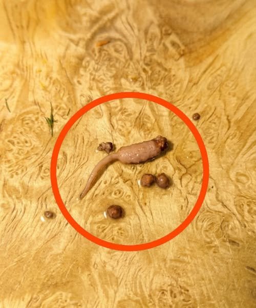 Something Unexpected Appeared in My Ground Beef While Cooking