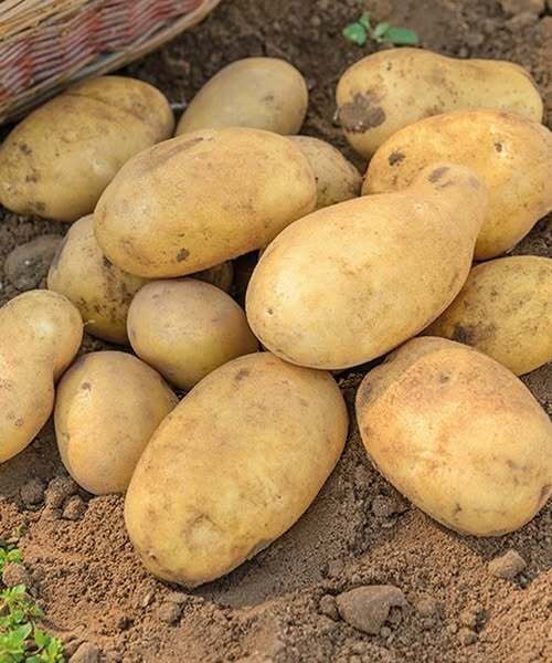 Doctors Reveal That Eating Potatoes Causes Surprising Effects On Your Body