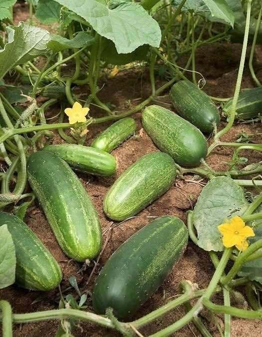 Doctors reveal that eating cucumber in salads causes…