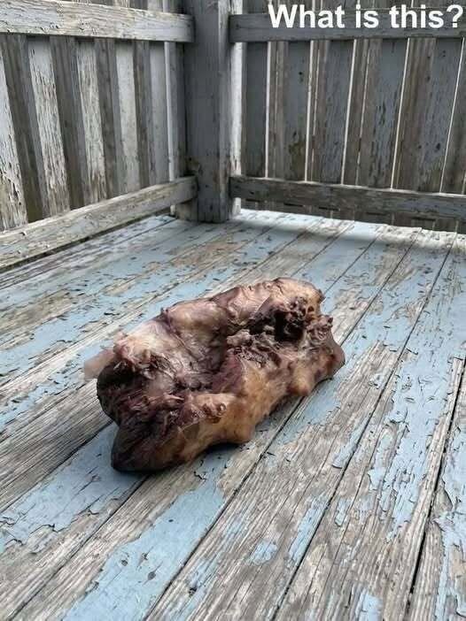 This morning, I stepped out onto my porch to enjoy a cup of coffee and discovered this on the ground. At first, I was really scared. Then I pulled myself together and started examining it carefully, trying to figure out what it was, but I still have no idea. Does anyone know what this could be? Check the first comment for the answer
