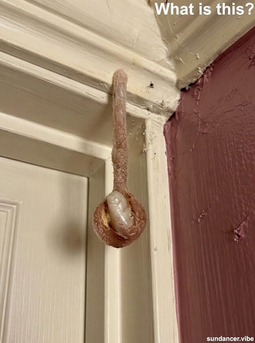What Started as a Peaceful Vacation Hotel Stay Turned Into an Unexpected Encounter With Nature Hidden Inside the Walls, Revealing a Quiet Reminder That Even in Carefully Cleaned Luxury Spaces Life Finds a Way to Exist Unnoticed, Changing the Entire Meaning of What We Thought Was a Perfect Escape
