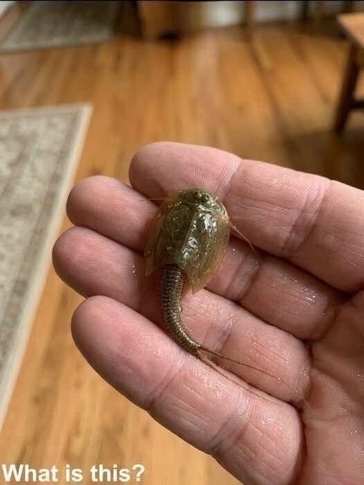I discovered this creature within a waterlogged trench. I captured it and carried it inside a glass container. I am completely oblivious regarding its identity. Can any individual identify it? Review the initial remark for the solution