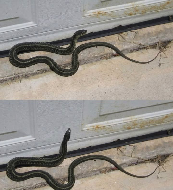 What a Snake in Your Dream vs Your House May Symbolize and What It Means